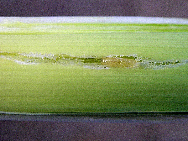 vrtalka p&oacute;rov&aacute; - larva v&nbsp;p&oacute;ru (foto Jaroslav Rod)