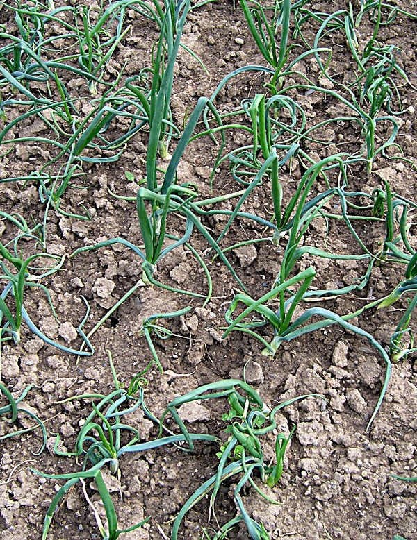 vrtalka p&oacute;rov&aacute; - po&scaron;kozen&eacute; rostliny cibule (foto Jaroslav Rod)