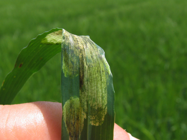 Po&scaron;kozen&iacute; ječmene na středn&iacute; č&aacute;sti listu (foto&copy;Josef Pozděna)