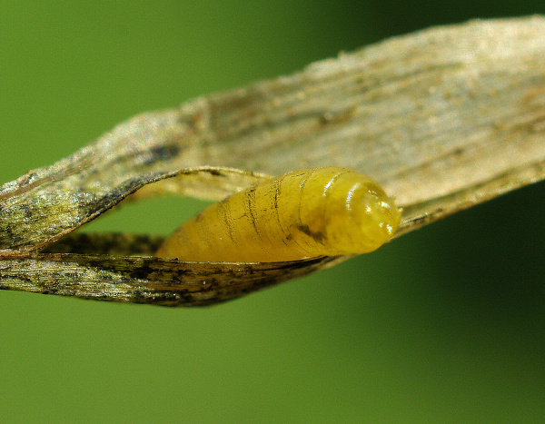 Larva vrtalky uvnitř miny (foto&copy;Josef Pozděna)
