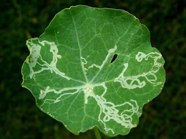 vrtalky - lichořeři&scaron;nice (foto Jaroslav Rod)