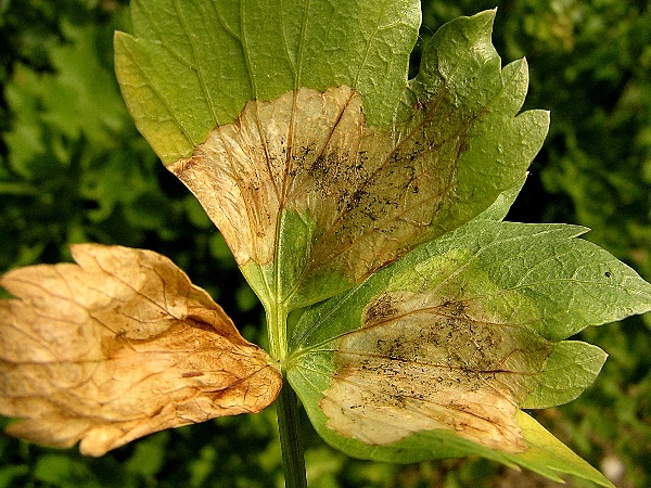 vrtule celerov&aacute; po&scaron;kozen&iacute; celeru (foto Jaroslav Rod)