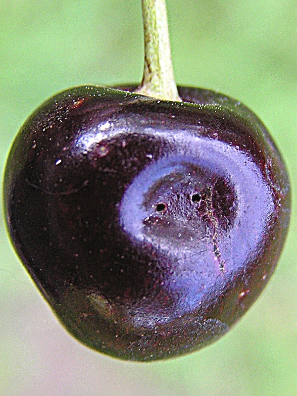 vrtule tře&scaron;ňov&aacute; - vpich do plodu (foto Jaroslav Rod)