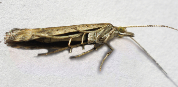 Mot&yacute;l z&aacute;předn&iacute;čka s&nbsp;boku (foto&copy;Josef Pozděna)