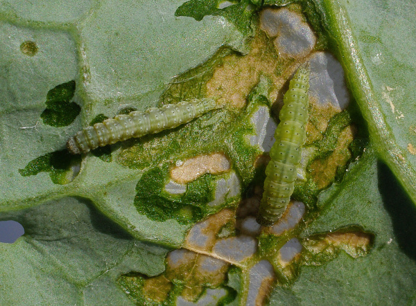 Housenky vykusuj&iacute;c&iacute; listov&aacute; pletiva, vrchn&iacute; pokožka zůst&aacute;v&aacute; nepo&scaron;kozena (foto&copy;Josef Pozděna)