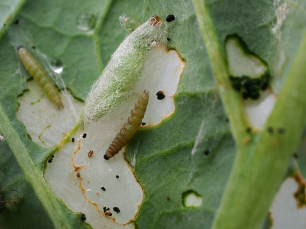 Housenky v&nbsp;různ&eacute;m v&yacute;vojov&eacute;m stadiu spolu s&nbsp;kuklami (foto&copy;Josef Pozděna)