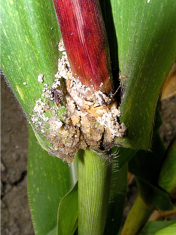 zav&iacute;ječ kukuřičn&yacute; - po&scaron;kozen&iacute; st&eacute;bla (foto Jaroslav Rod)