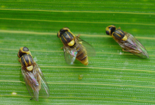 Im&aacute;ga zelenu&scaron;ky žlutop&aacute;s&eacute; (foto&copy;Josef Pozděna)