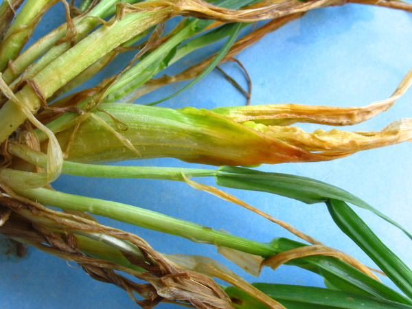 Napaden&eacute; odnože ozim&eacute;ho ječmene odum&iacute;raj&iacute; (foto&copy;Josef Pozděna)