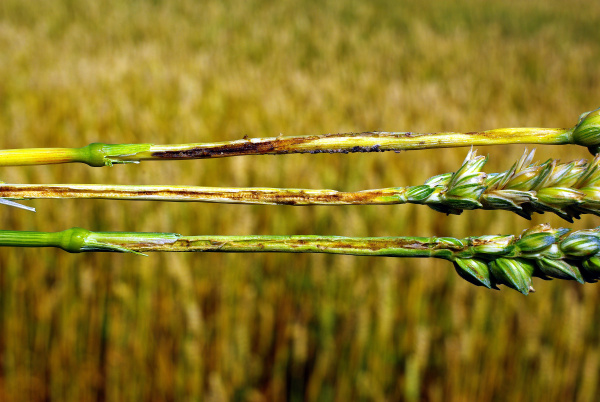 Požer na st&eacute;blech larvou zelenu&scaron;ky (foto&copy;Josef Pozděna)