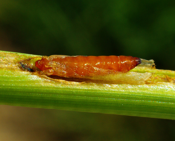 Kukla zelenu&scaron;ky na požerku (foto&copy;Josef Pozděna)