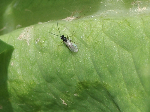 Dospělec na listu m&aacute;ku (foto&copy;Josef Pozděna)