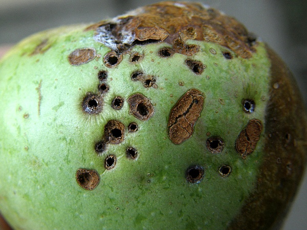 zobonoska jablečn&aacute; - vpichy v&nbsp;jablku (foto Jaroslav Rod)