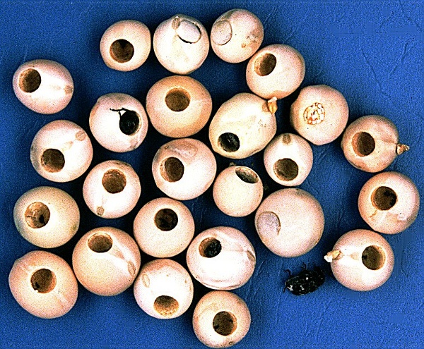 zrnokaz hrachov&yacute; (foto Jaroslav Rod)