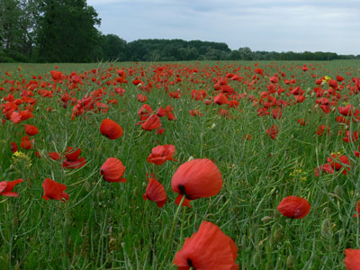 Neosetreny porast repky zaburineny makom vlcim