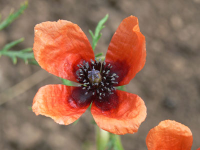 Mak polny detail kvetu