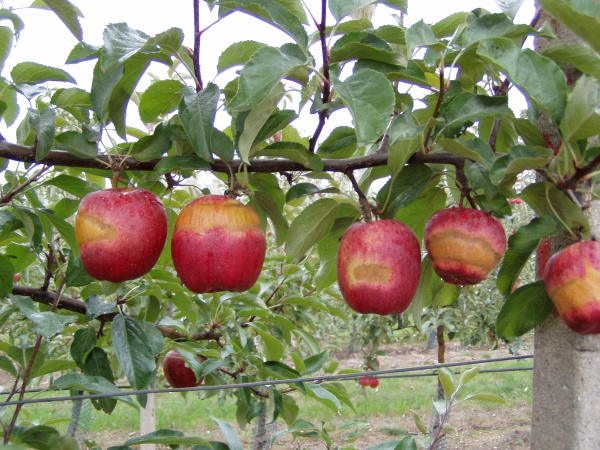 Mrazov&aacute; p&aacute;sov&aacute; rzivost slupky jablek