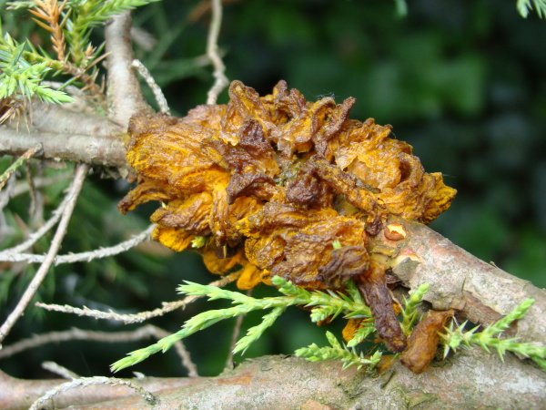 Rzivost hru&scaron;ně (rzivost jalovce) - telia na vět&eacute;vce jalovce prostředn&iacute;ho