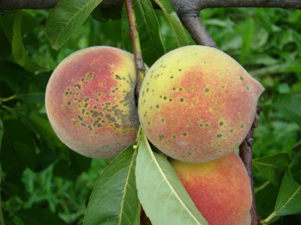 Strupovitost broskv&iacute; - tmav&eacute;, světle lemovan&eacute; skvrny na slupce plodu