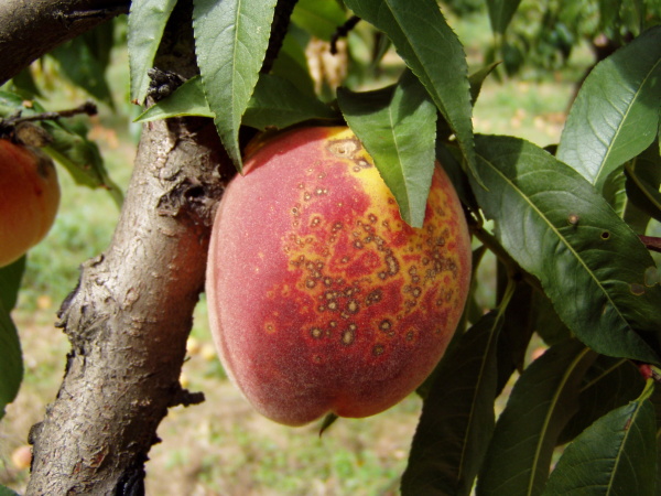 Skvrnitost broskv&iacute; - světl&eacute;, tmavě lemovan&eacute; skvrny na slupce plodu