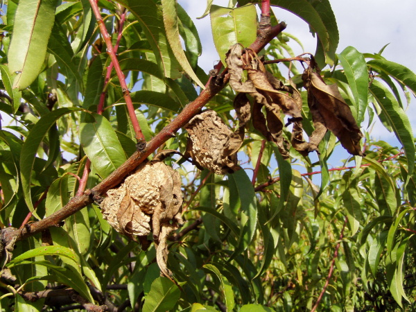 Moniliniov&aacute; hniloba broskv&iacute;
