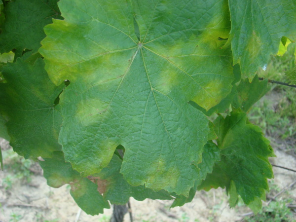 Pl&iacute;seň r&eacute;vy - světložlut&eacute; dif&uacute;zn&iacute; skvrny na listech r&eacute;vy