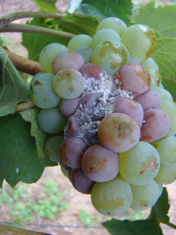 &Scaron;ed&aacute; hniloba hroznů r&eacute;vy - porosty patogena na napaden&eacute;m hroznu