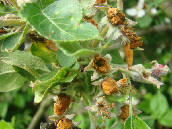 Květopas jabloňov&yacute; - po&scaron;kozen&aacute; poupata květů jabloně