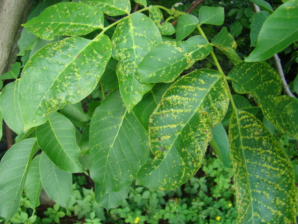 Vlnovn&iacute;k puch&yacute;řovit&yacute; - h&aacute;lky na listu oře&scaron;&aacute;ku vla&scaron;sk&eacute;ho