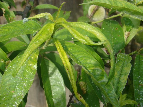 m&scaron;ice plam&eacute;nkov&aacute; na broskvoni