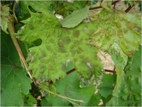 Vlnovn&iacute;k r&eacute;vov&yacute; - puch&yacute;řovit&eacute; h&aacute;lky na l&iacute;ci listů