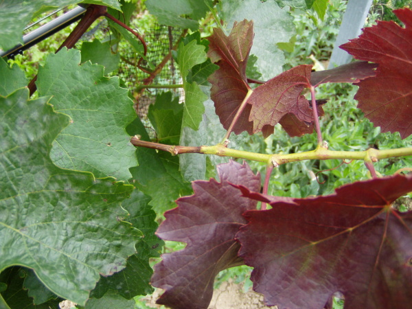 Ostnohřbetka ovocn&aacute; - po&scaron;kozen&iacute; vrcholu letorostu r&eacute;vy