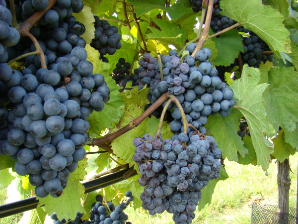 Abiotick&eacute; vadnut&iacute; hroznů r&eacute;vy, odrůda Zweigeltrebe