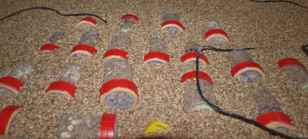 Použit&iacute; biotestů při kontrole &uacute;činnosti fumigace