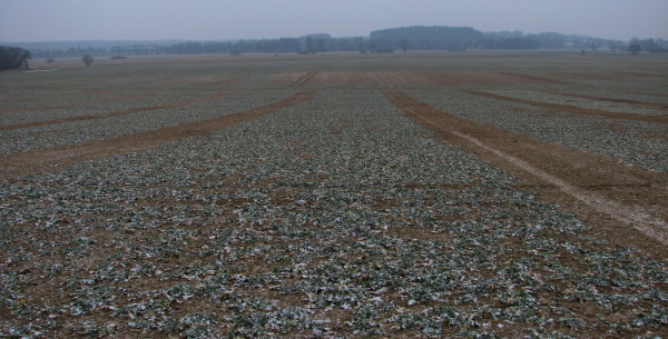 Jakmile to půjde, začněte hnojit dus&iacute;kem