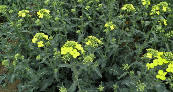 Zač&aacute;tek květu řepky - vol&iacute;me bezpečn&eacute; insekticidy pro včely