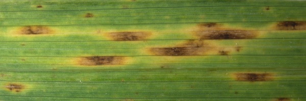 Skvrny vyvolané houbou Ramularia