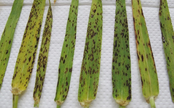 Skvrny vyvolané padlím