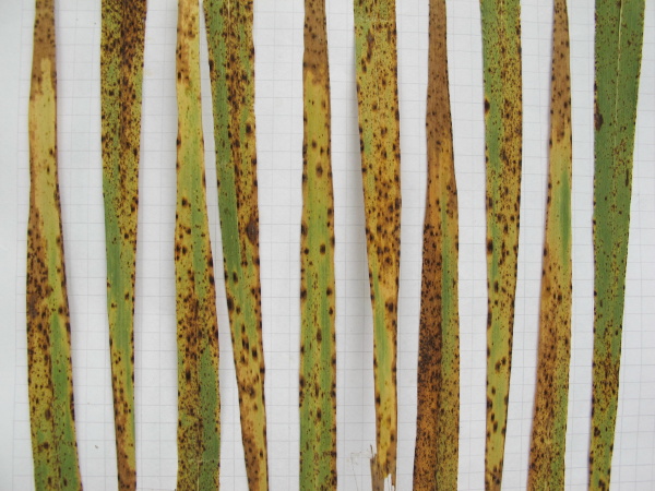 Nespecifické skvrny na listové čepeli