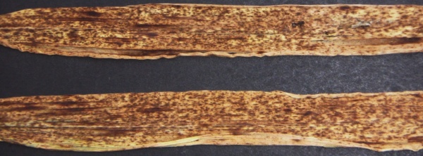 Směs skvrn různého původu na zestárlé čepeli ozimého ječmene