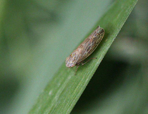 Dospělec kř&iacute;ska poln&iacute;ho