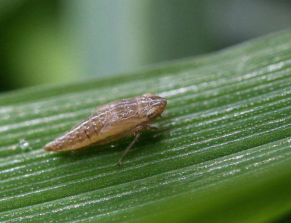 Nymfa kř&iacute;ska poln&iacute;ho