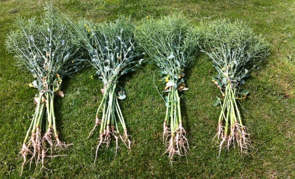 Mohutn&yacute; koreň si porad&iacute; i&nbsp;v hor&scaron;&iacute;ch podmienkach