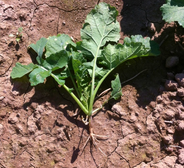 Vplyvom neust&aacute;le premočenej p&ocirc;dy - slab&yacute; koreňov&yacute; syst&eacute;m (29. 9. 2014)