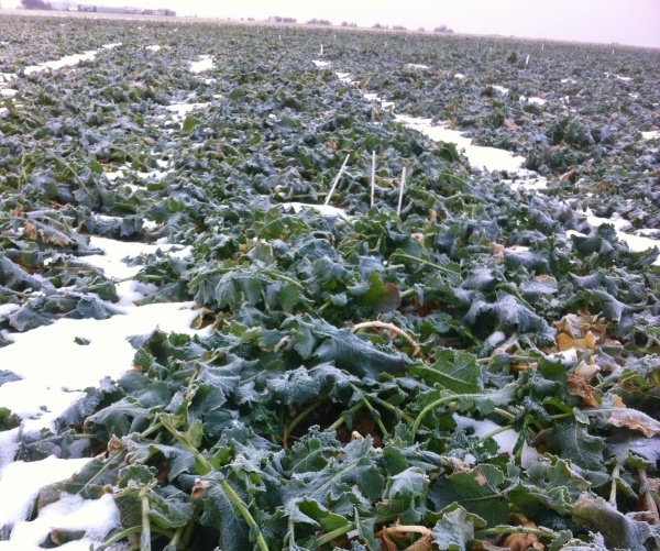 N&aacute;stup kľudov&eacute;ho &scaron;t&aacute;dia repky (6. 1. 2015)