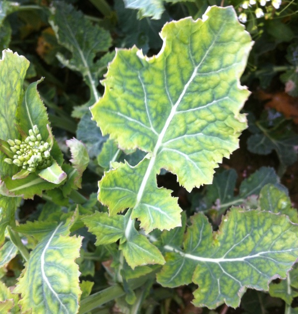 Prejavuj&uacute;ci sa nedostatok s&iacute;ry na rastline repky