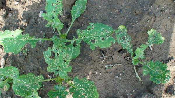 Požerky na listu způsoben&eacute; dřepč&iacute;kem olejkov&yacute;m