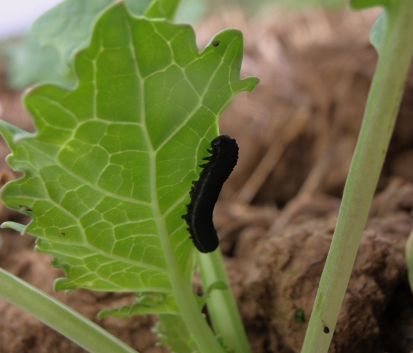 Housenice pilatky řepkov&eacute;