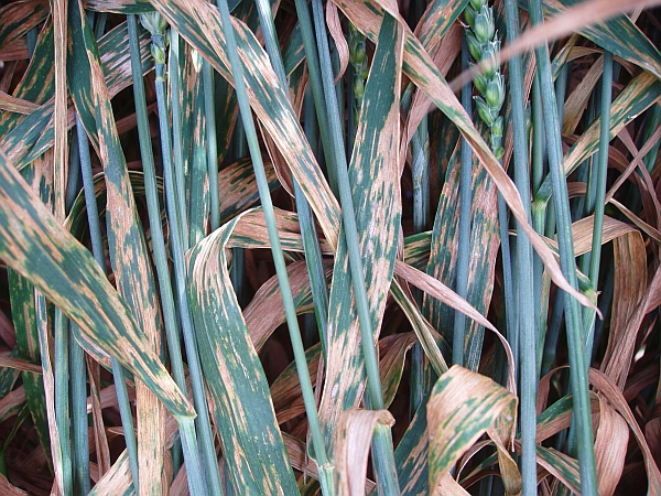  Obr. 3: Napaden&iacute; ozim&eacute; p&scaron;enice Sulamit braničnatkou p&scaron;eničnou (22. 6. 2010, pokusy Ditana)