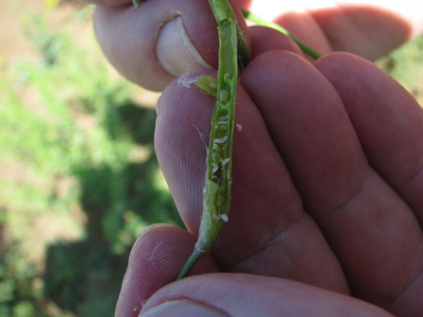 Množstvo lariev byľomora kelov&eacute;ho v&nbsp;po&scaron;koden&yacute;ch &scaron;e&scaron;uliach repky m&ocirc;že sp&ocirc;sobiť značn&eacute; &scaron;kody
